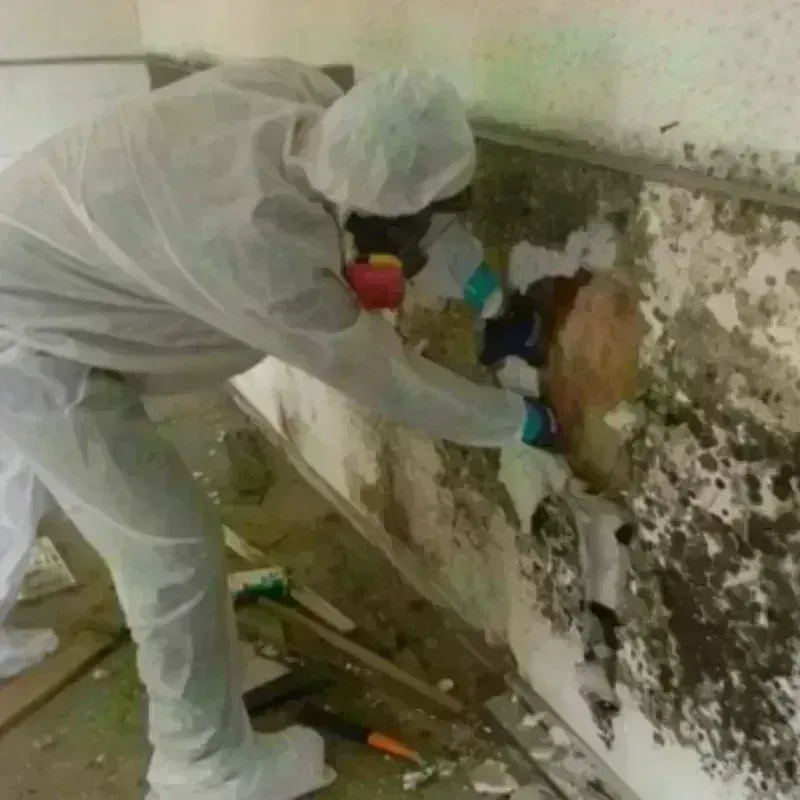 Mold Remediation and Removal in Cibolo, TX